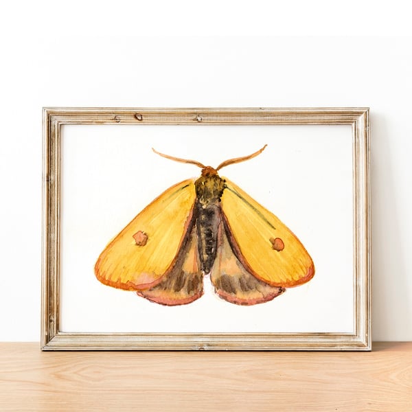 Clouded Buff A5 Inkjet Print
