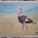Ostrich Original Watercolour Painting