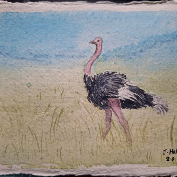 Ostrich Original Watercolour Painting