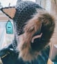 Wolf Hood - Image 2
