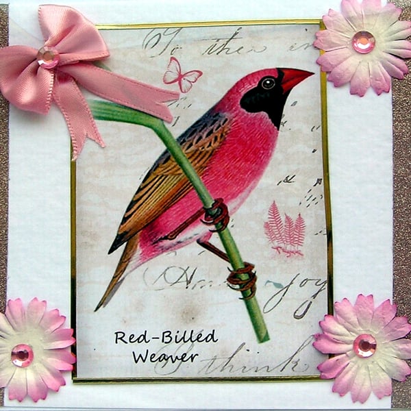 Weaver Bird - Hand Crafted Decoupage Card - Blank for any Occasion (2443)