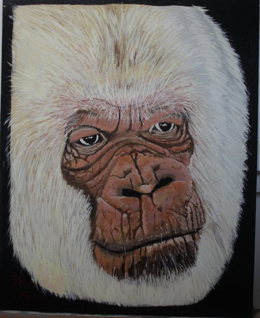 Albino silver back low land Gorilla