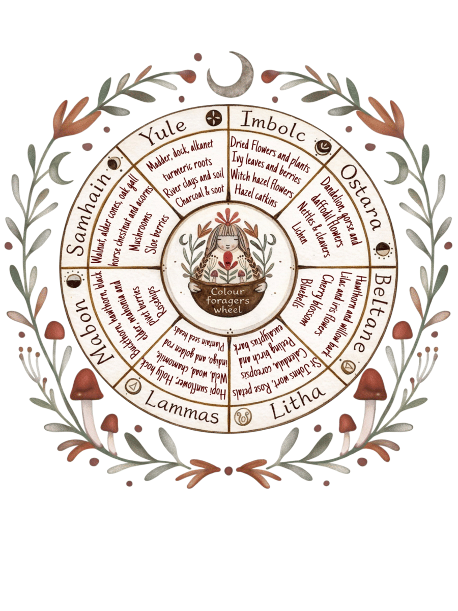 Colour foragers wheel 