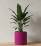 Extra Large 23 cm Fuchsia Pink Statement Plant Pot Indoor Planter - Image 3