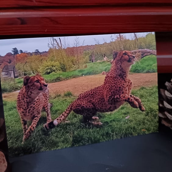 A6 Greetings card: Cheetahs at West Midlands Safari Park