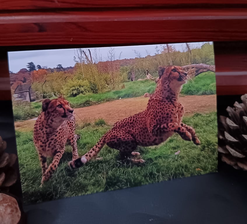 A6 Greetings card: Cheetahs at West Midlands Safari Park