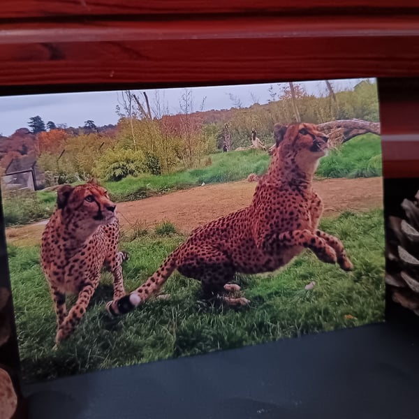 A6 Greetings card: Cheetahs at West Midlands Safari Park