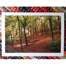 Beech Woodland, A6 Greetings Card Woodland Photography