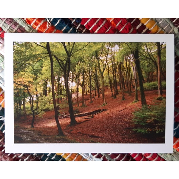 Beech Woodland, A6 Greetings Card Woodland Photography