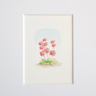 S A L E   Miniature Watercolour Illustration Candelabra Primula 5 cm x 3.5 cm