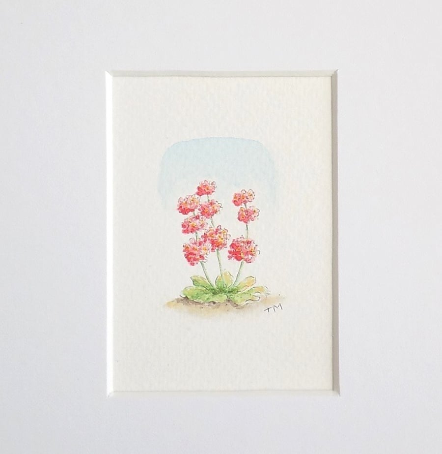 S A L E   Miniature Watercolour Illustration Candelabra Primula 5 cm x 3.5 cm