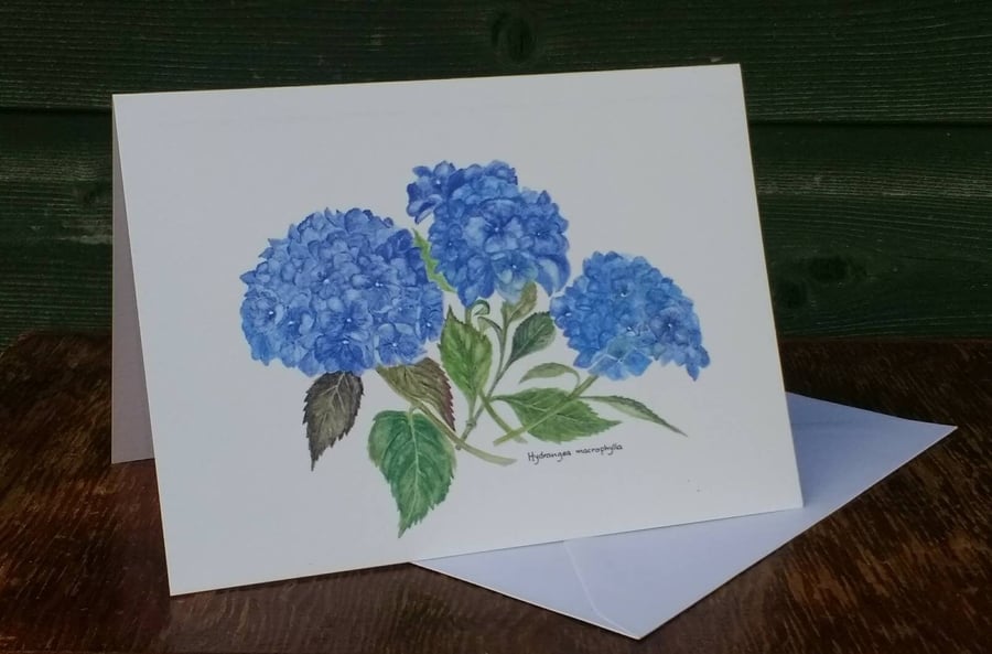 Hydrangea greetings card.