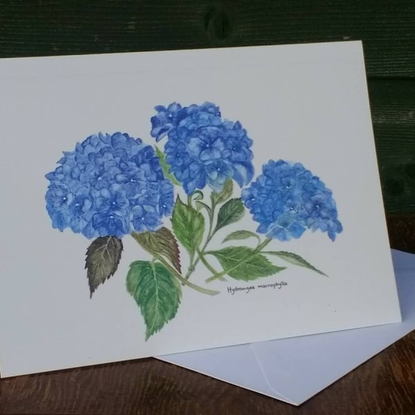 Hydrangea greetings card.