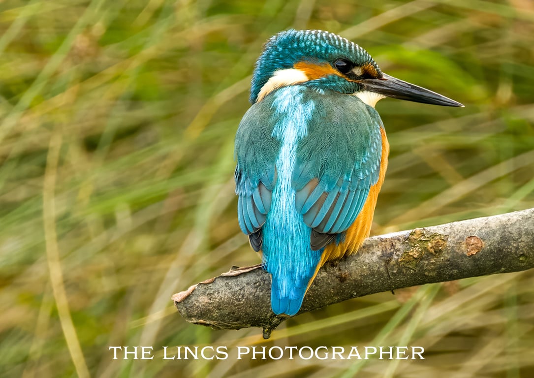 Kingfisher print (Limited edition of 10)