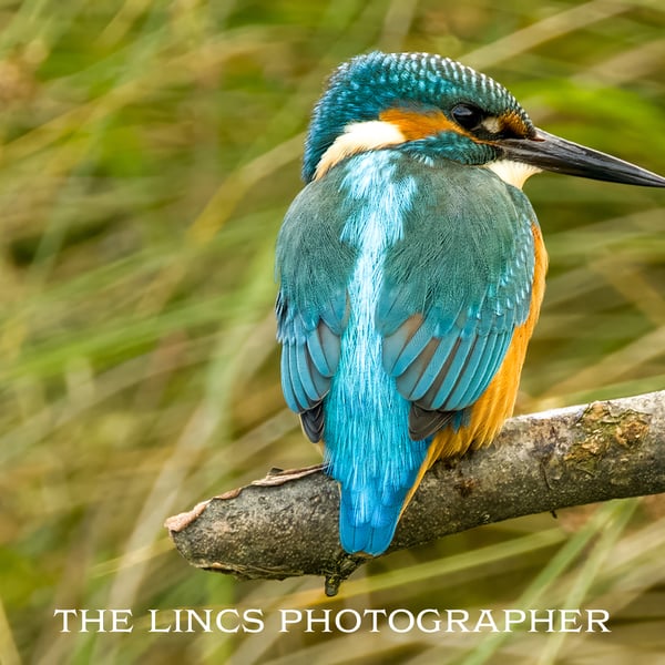 Kingfisher print (Limited edition of 10)