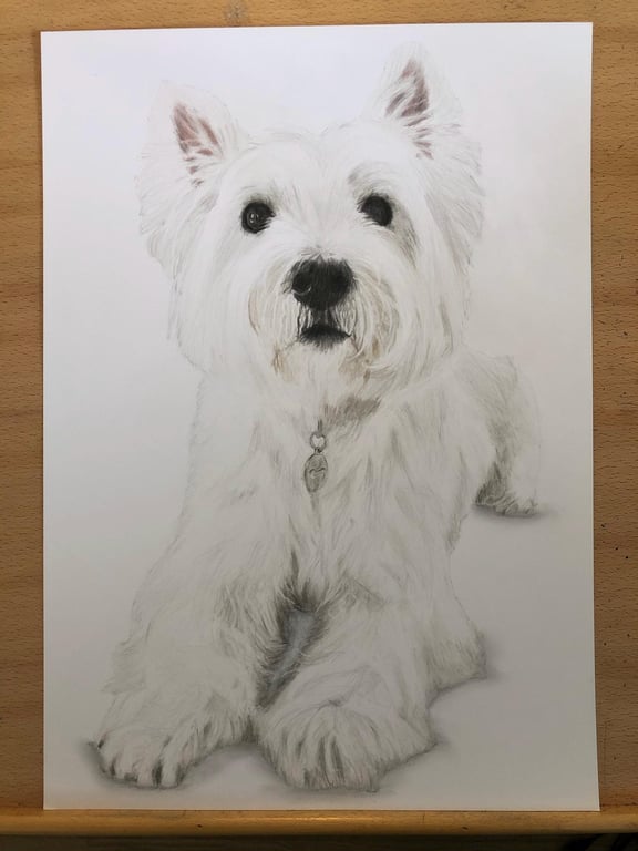 A3 Custom Dog Portrait made with Coloured Pencil