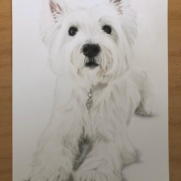 A3 Custom Dog Portrait made with Coloured Pencil