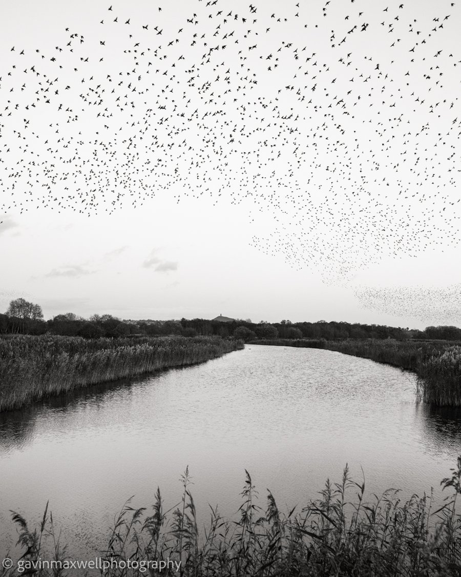 Starling Murmuration. A2 signed photographic print (unframed).