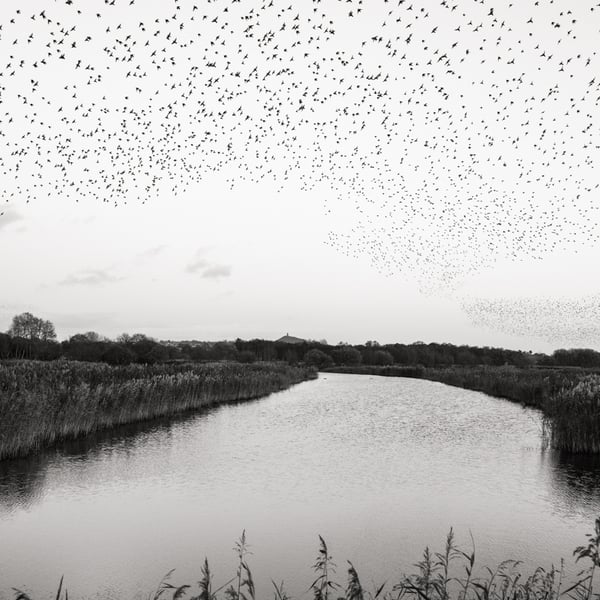 Starling Murmuration. A2 signed photographic print (unframed).