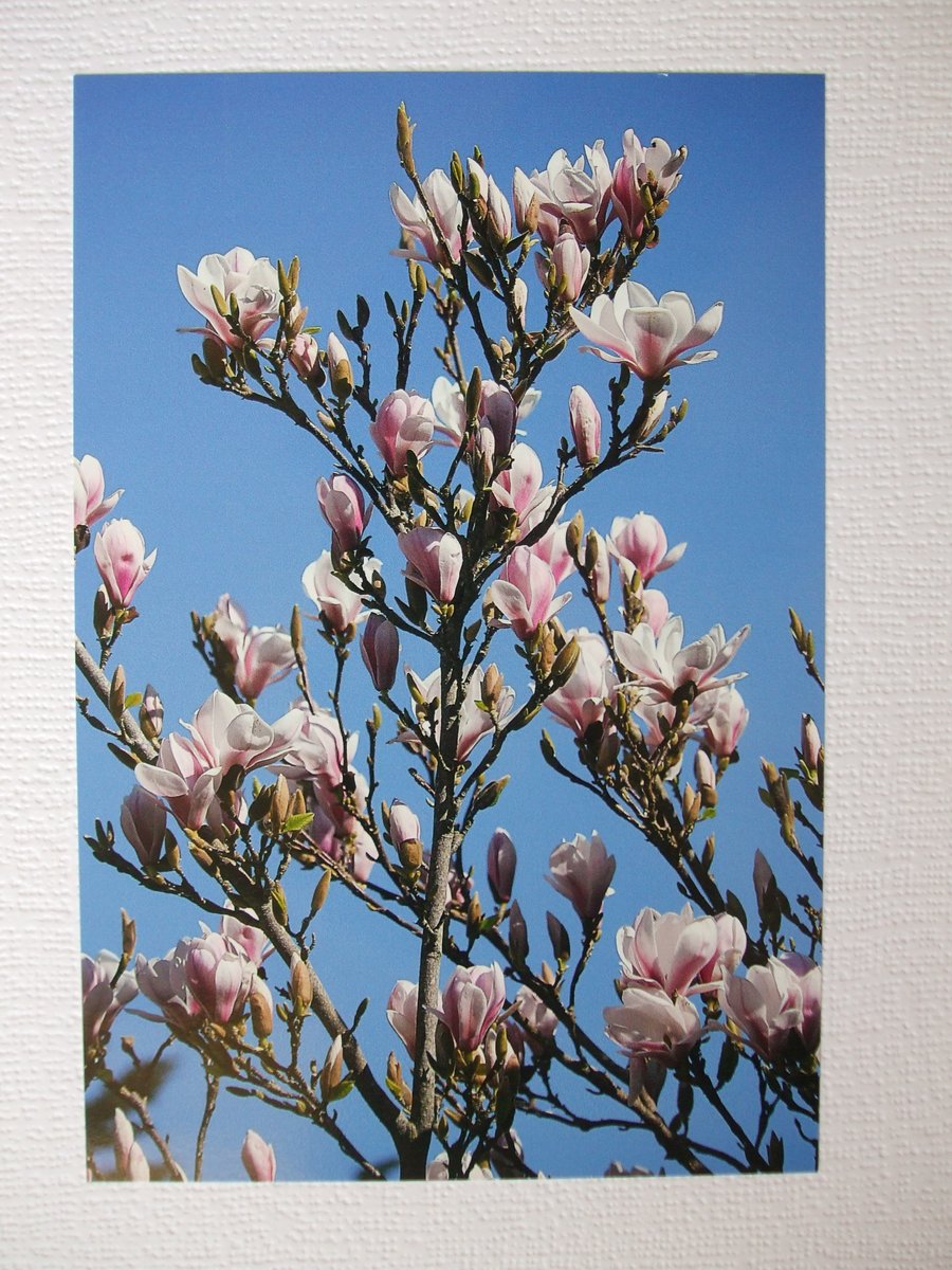 Photographic greetings card of Magnolia blossom.