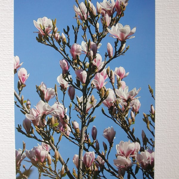 Photographic greetings card of Magnolia blossom.