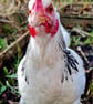 Henrietta The Hen Earrings - Image 5