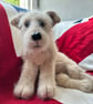 Little cross breed puppy dog - Image 2
