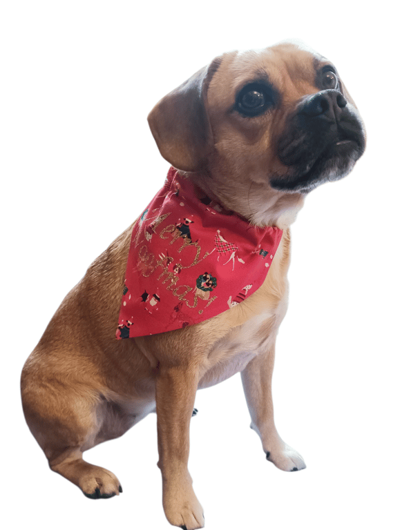 Christmas dog bandana,  dogs in Christmas jumpers, Merry Woofmas! from 4.00