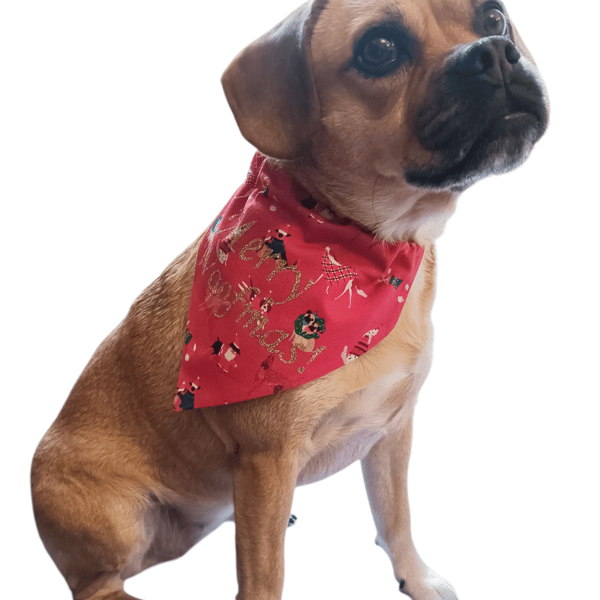 Christmas dog bandana,  dogs in Christmas jumpers, Merry Woofmas! from 4.00
