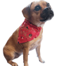 Christmas dog bandana,  dogs in Christmas jumpers, Merry Woofmas! from 4.00 - Image 1
