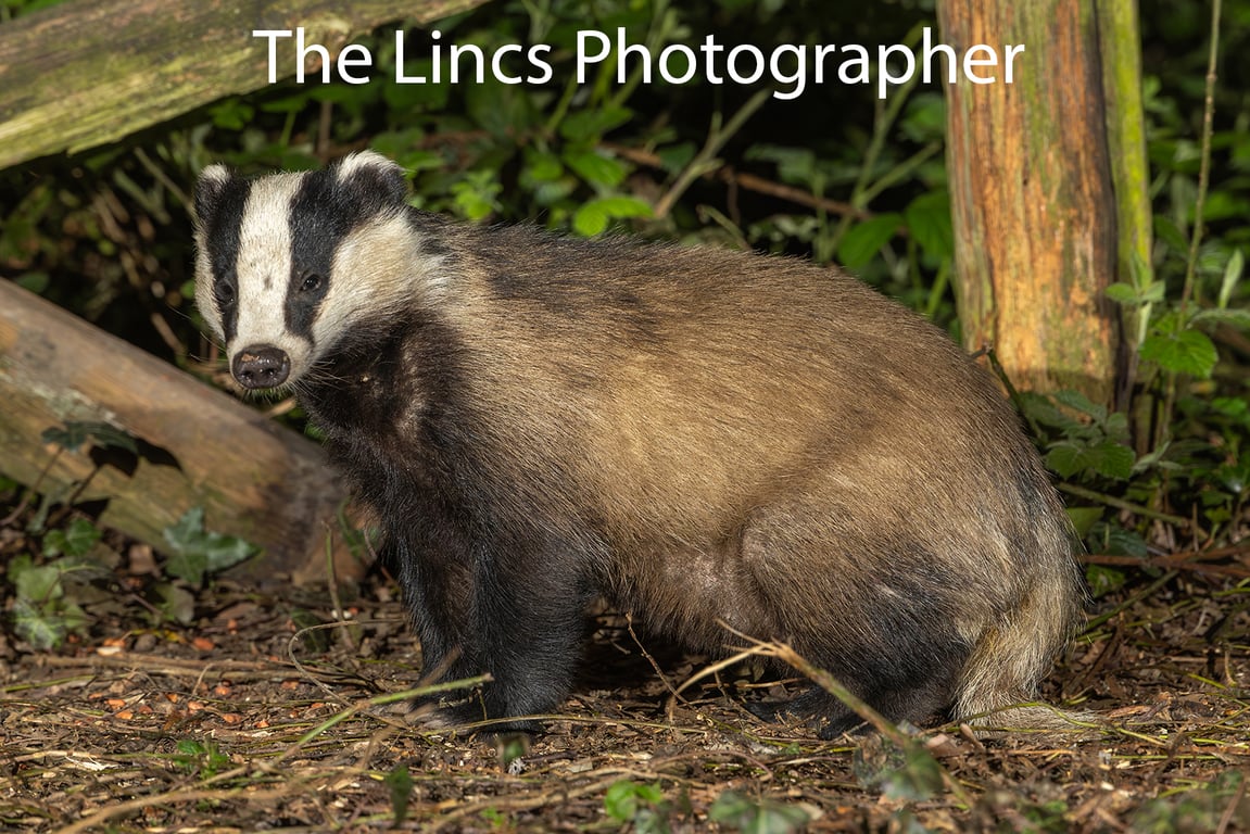 Badger print (Limited edition of 10)