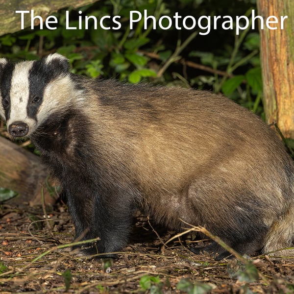 Badger print (Limited edition of 10)