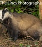 Badger print (Limited edition of 10)