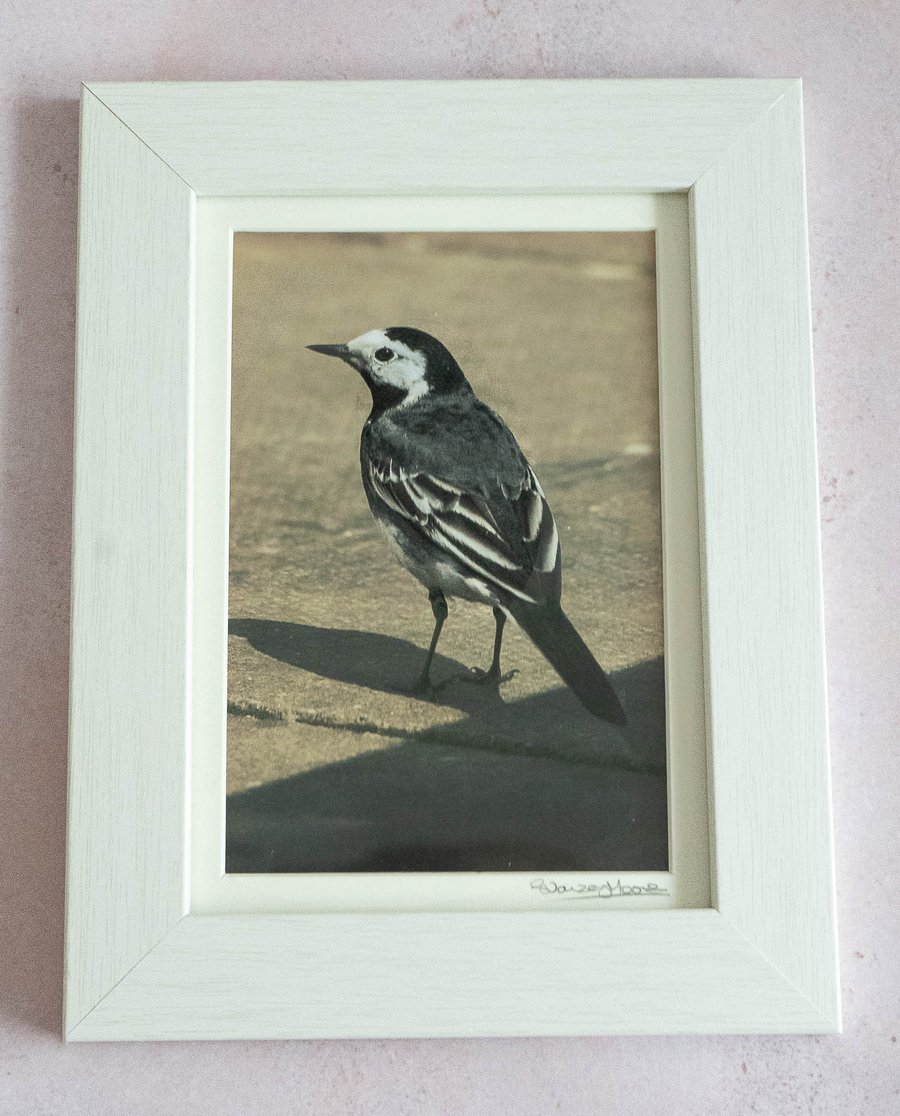 Pied Wagtail - Original Framed Photo