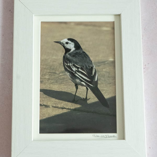 Pied Wagtail - Original Framed Photo