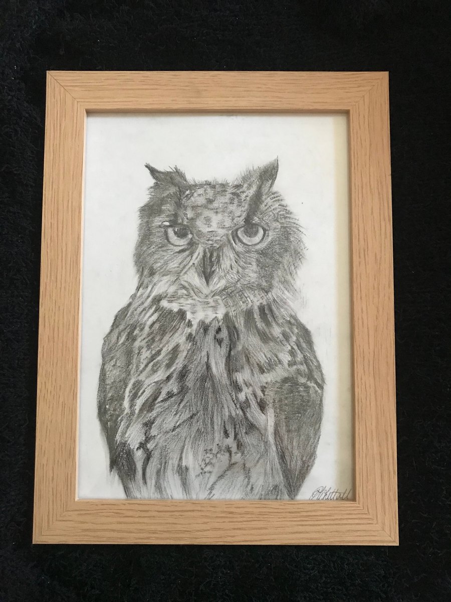 Owl sketch charcoal and pencil signed in a frame.