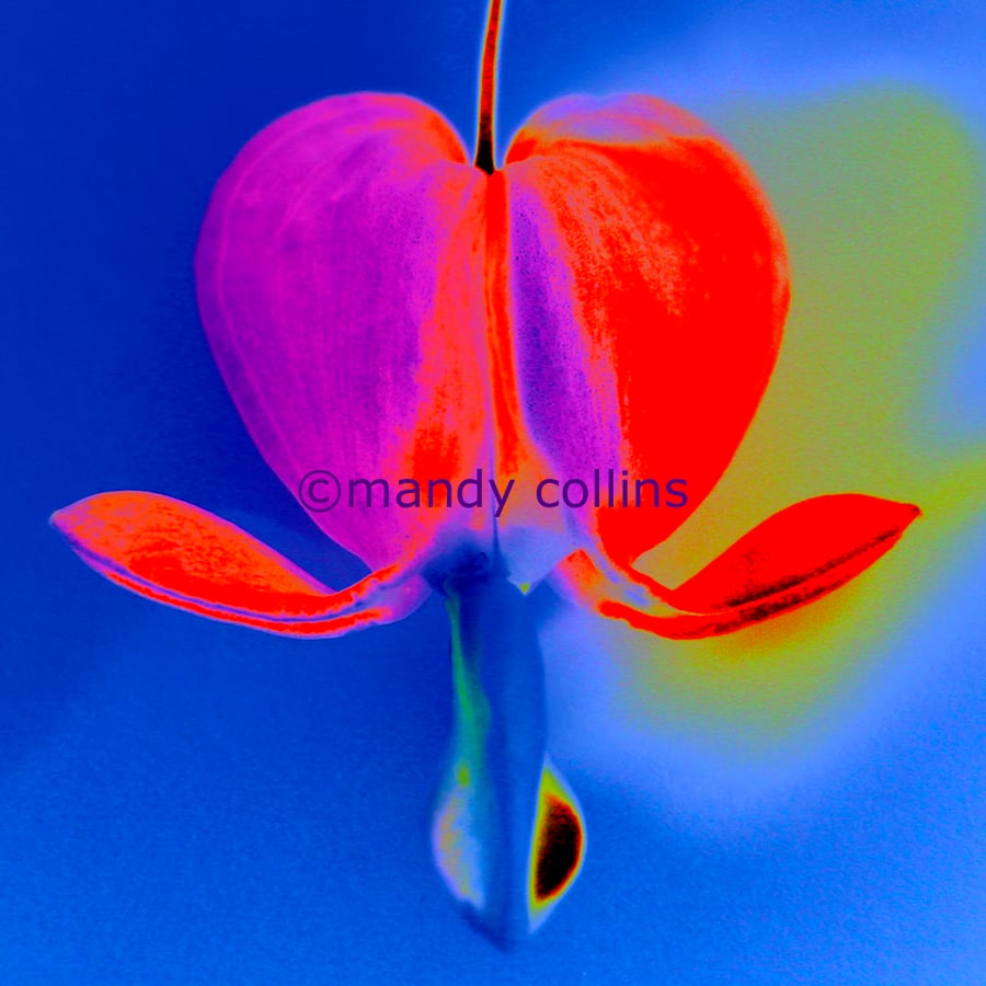 'Eve's Apple' - A4 Archival Matte print