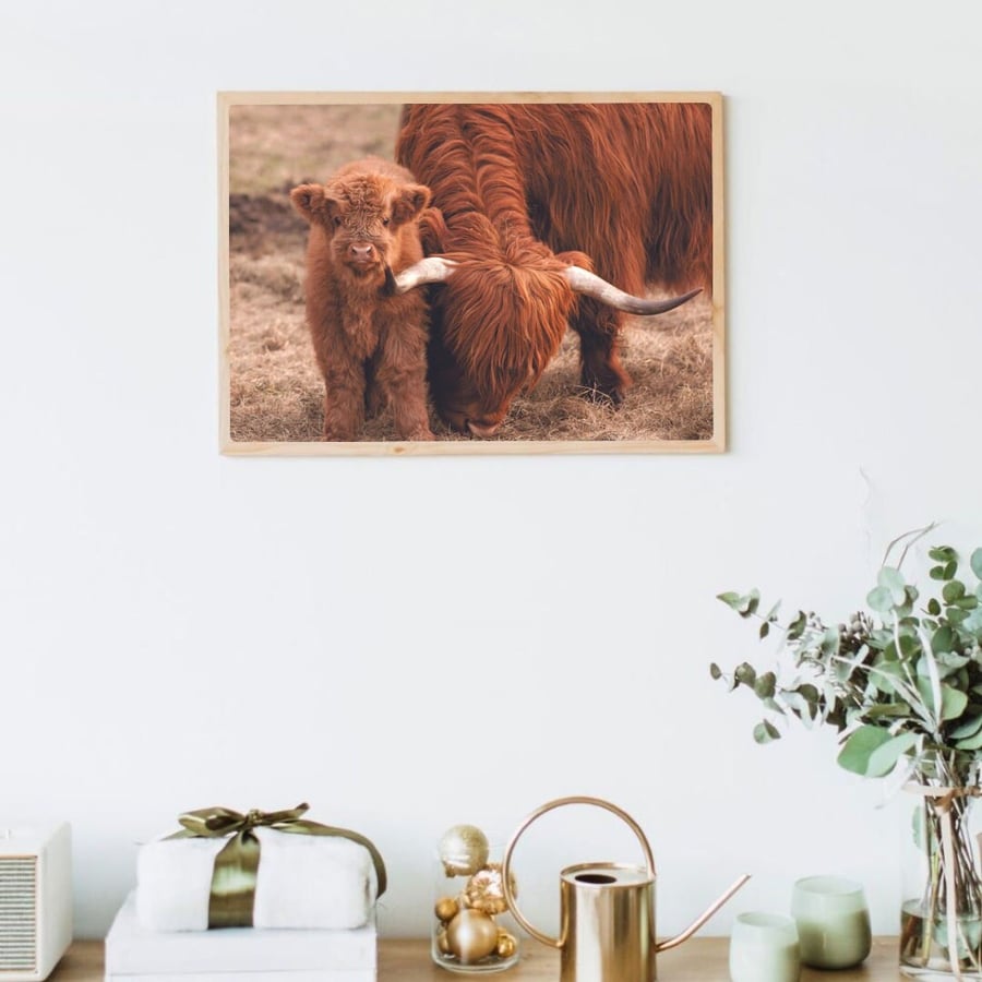 Highland Cow & Calf, The Wee Man A4 Print - Wall Decor, Home Photography, Scotti