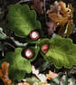 Acorn doll in an oak leaf - Image 8