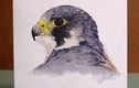 Bird cards