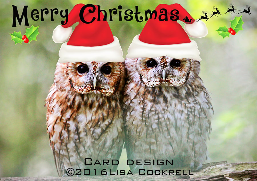 Handmade Tawny Owls In Santa Hats Christmas Card