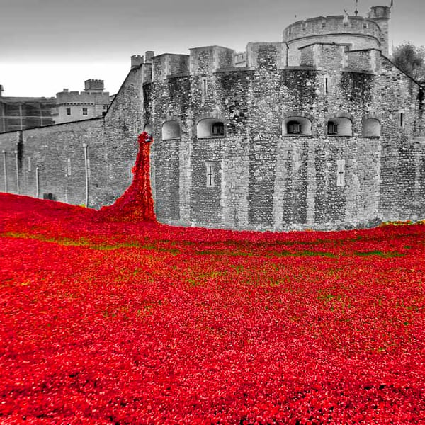 Tower Of London Red Poppies Poppy UK Photograph Print