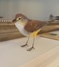 Reed Warbler Needle Felted Bird