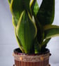 Handmade metallic brown indoor plant pot holder