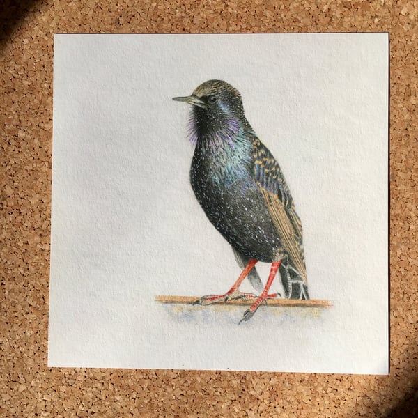 Starling giclée print