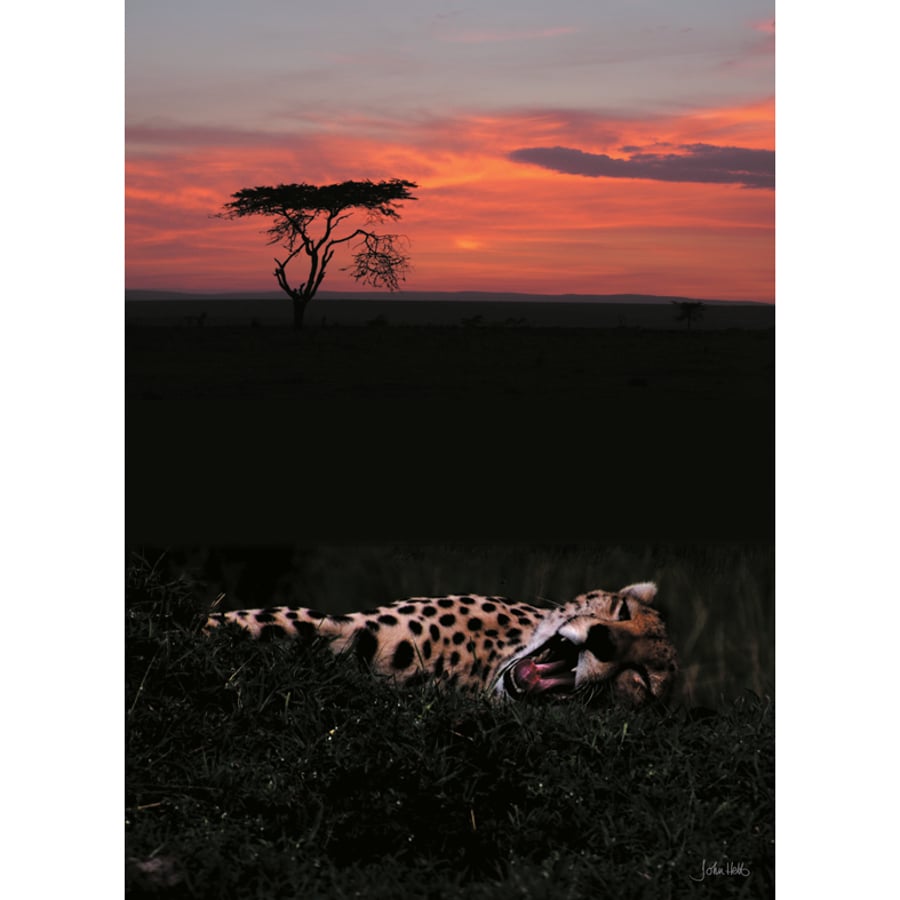 1 - SUNSET CHEETAH A3 POSTER