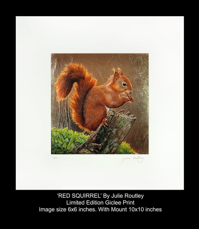 'Red Squirrel' - Limited Edition Print