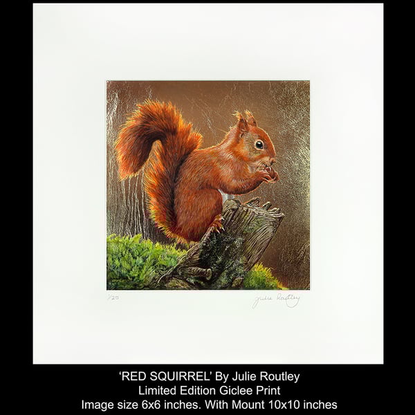 'Red Squirrel' - Limited Edition Print