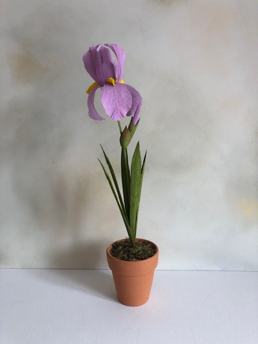 Paper bearded iris plant