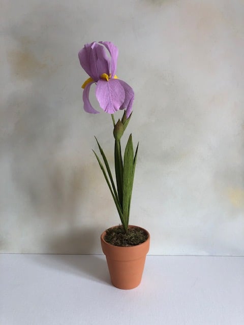 Paper bearded iris plant